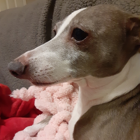 Meet your Posher, Jenny - Picture 2 of 5